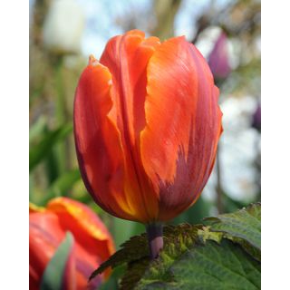 Compra TULIPÁN HERMITAGE (100 Unid.) en la tienda online Fito Agrícola