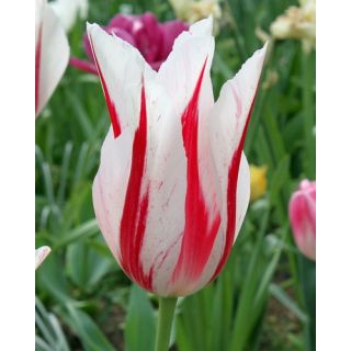 Compra TULIPÁN MARILYN (100 Unid.) en la tienda online Fito Agrícola