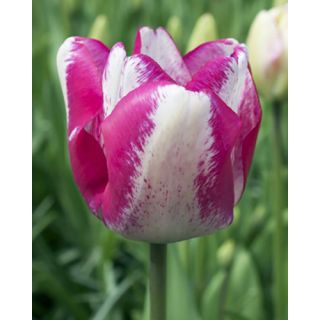 Compra TULIPÁN MATA HARI (100 Unid.) en la tienda online Fito Agrícola