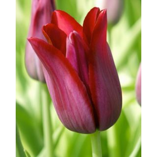 Compra TULIPÁN MERLOT (100 Unid.) en la tienda online Fito Agrícola