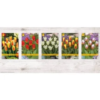 Compra TULIPÁN KAUFMANNIANA Cofre (350 Unidades) en la tienda online Fito Agrícola