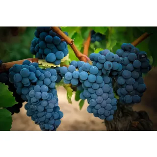 Compra UVA DE VINIFICACION CARIÑENA o MAZUELO 1ª (25 Unid.). en la tienda online Fito Agrícola
