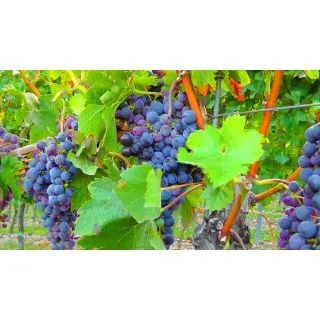 Compra UVA DE VINIFICACION TINTO PAMPANA BLANCA 1ª (25 Unid.). en la tienda online Fito Agrícola