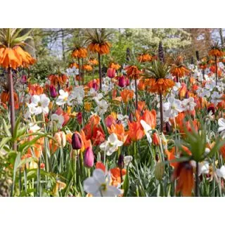 Compra VELVET (100 Unid.). en la tienda online Fito Agrícola