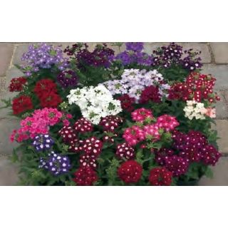 Compra VERBENA OBSESSION® F1 MIX (1000 Semillas). en la tienda online Fito Agrícola