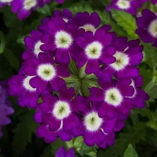 Compra VERBENA OBSESSION PURPLE SHADES WITH EYE (1.000 Semillas) en la tienda online Fito Agrícola