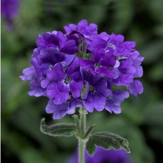 Compra VERBENA TUSCANY BLUE (1000 Semillas) en la tienda online Fito Agrícola