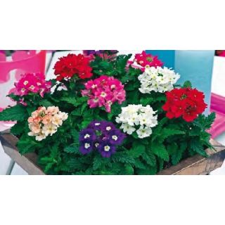 Compra VERBENA TUSCANY F1 MIX (1000 Semillas). en la tienda online Fito Agrícola