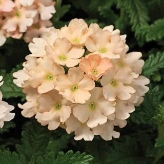 Compra VERBENA TUSCANY PEACH (1.000 Semillas) en la tienda online Fito Agrícola