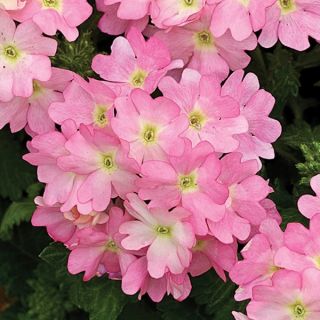 Compra VERBENA TUSCANY PINK PICOTEE (1.000 Semillas) en la tienda online Fito Agrícola