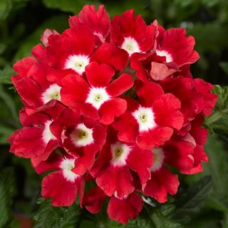 Compra VERBENA TUSCANY SCARLET WITH EYE (1.000 Semillas) en la tienda online Fito Agrícola
