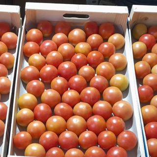 Compra TOMATE VERGELINA F-1 (1.000 Semillas). en la tienda online Fito Agrícola