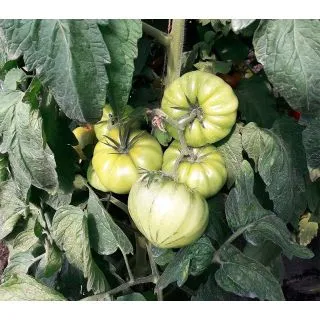 Compra TOMATE VERONICA F1 (1.000 Semillas) en la tienda online Fito Agrícola