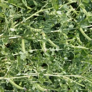 Compra VEZA SÁTIVA GRAVESA 81 ECOLÓGICA R1 (25 Kgr.). en la tienda online Fito Agrícola