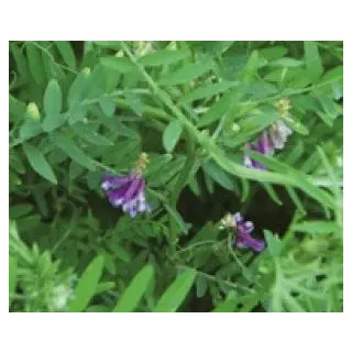 Compra VEZA VILLOSA VILLANA R2 ECOLÓGICA (25 Kgr.) en la tienda online Fito Agrícola