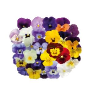 Compra VINCA ADMIRE®F1 MIX (1000 Semillas). en la tienda online Fito Agrícola