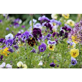 Compra VIOLA BAMBINI MIX - Comestible (100 gr.). en la tienda online Fito Agrícola