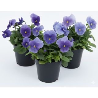 Compra VIOLA CORNUTA GRANDISSIMO TRUE BLUE (240 Plantas). en la tienda online Fito Agrícola
