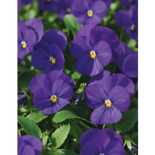 Compra VIOLA CORNUTA PENNY BLUE (240 Plantas). en la tienda online Fito Agrícola