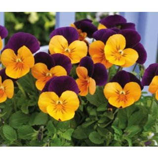 Compra VIOLA CORNUTA PENNY ORANGE JUMP UP (240 Plantas). en la tienda online Fito Agrícola