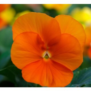 Compra VIOLA CORNUTA SORBET DEEP ORANGE (240 Plantas). en la tienda online Fito Agrícola