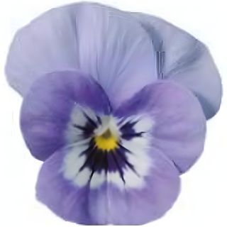 Compra VIOLA CORNUTA SORBET MARINA (240 Plantas). en la tienda online Fito Agrícola