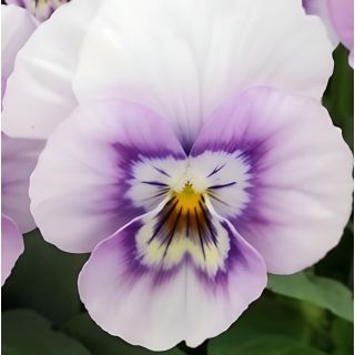 Compra VIOLA CORNUTA SORBET PINK HALO (240 Plantas). en la tienda online Fito Agrícola