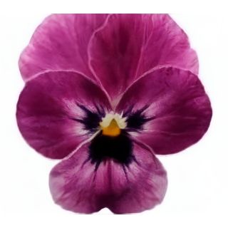 Compra VIOLA CORNUTA SORBET RASPBERRY (240 Plantas). en la tienda online Fito Agrícola