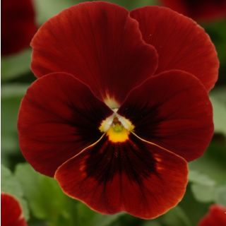 Compra VIOLA CORNUTA SORBET RED BLOTCH (240 Plantas). en la tienda online Fito Agrícola