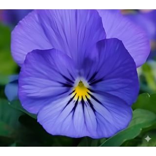 Compra VIOLA CORNUTA SORBET TRUE BLUE (240 Plantas). en la tienda online Fito Agrícola