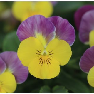 Compra VIOLA CORNUTA SORBET YELLOW PINK JUMP UP (240 Plantas). en la tienda online Fito Agrícola