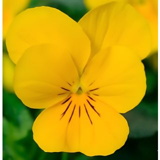 Compra VIOLA CORNUTA SORBET YELLOW XP (240 Plantas). en la tienda online Fito Agrícola