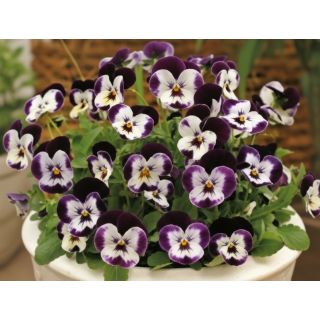 Compra VIOLA CORNUTA PENNY MICKEY (240 Plantas). en la tienda online Fito Agrícola