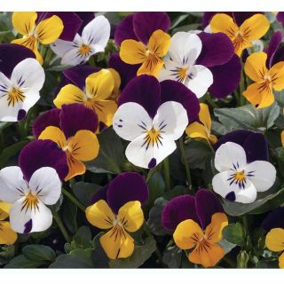 Compra VIOLA CORNUTA PENNY JUMP UP MIX (240 Plantas). en la tienda online Fito Agrícola