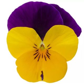 Compra VIOLA CORNUTA PENNY RED WING (240 Plantas). en la tienda online Fito Agrícola