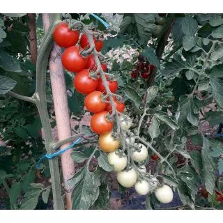 Compra TOMATE WANDA F1 (1.000 Semillas) en la tienda online Fito Agrícola