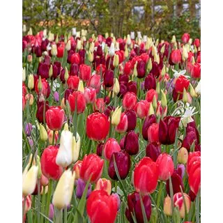 Compra WINING AND DINING (100 Unid.). en la tienda online Fito Agrícola