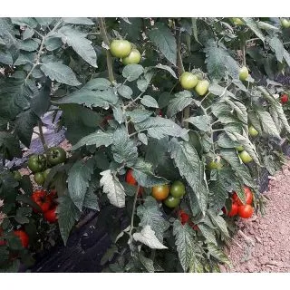 Compra TOMATE WOODY F1 (1.000 Semillas) en la tienda online Fito Agrícola