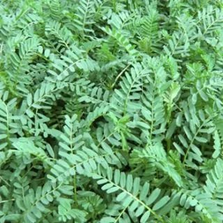 Compra YERO MORO DA R2 (40 Kgr.). en la tienda online Fito Agrícola