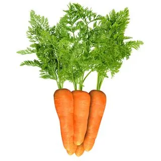 Compra ZANAHORIA ABACO F1 (1.000.000 Semillas). en la tienda online Fito Agrícola