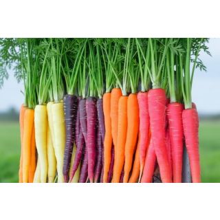 Compra ZANAHORIA COLORES MS12 en la tienda online Fito Agrícola