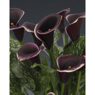 Compra CALA DUBAI NIGHTS (25 Unid.). en la tienda online Fito Agrícola