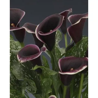 Compra CALA DUBAI NIGHTS (25 Unid.). en la tienda online Fito Agrícola