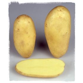 Compra PATATA DE SIEMBRA ANNABELLE FR/NL 25/32 [G] (5 Kgr.). en la tienda online Fito Agrícola