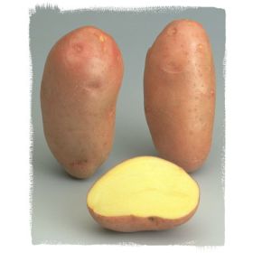 Compra PATATA DE SIEMBRA ROSABELLE FR 25/35 [M] (25 Unid.) en la tienda online Fito Agrícola