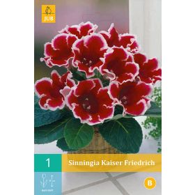 Compra GLOXINIA KAISER FRIEDRICH en la tienda online Fito Agrícola