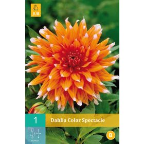 Compra DALIA COLOR SPECTACLE en la tienda online Fito Agrícola