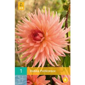 Compra DALIA PRÉFÉRENCE en la tienda online Fito Agrícola