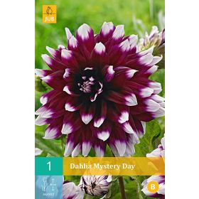 Compra DALIA MYSTERY DAY en la tienda online Fito Agrícola