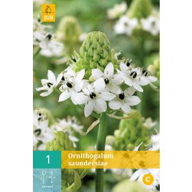 Compra ORNITHOGALUM SAUNDERSIAE en la tienda online Fito Agrícola